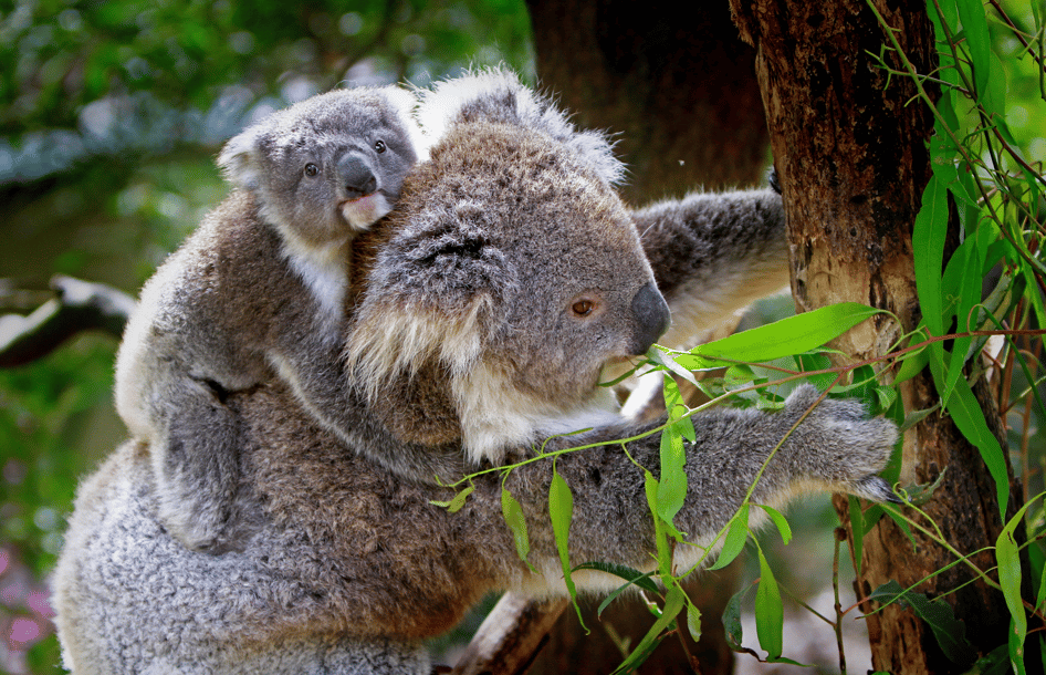 famille de koala dans un zoo